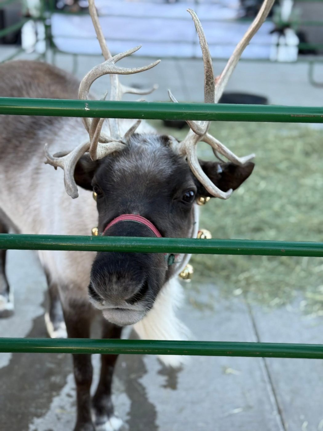 A reindeer with antlers looking through the pen rails