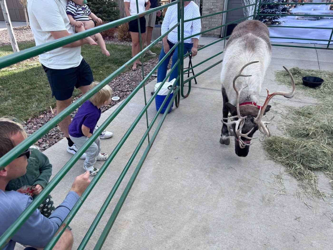 Kids visiting a reindeer at the pen